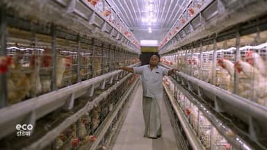 मुर्गियों के मल से बायोगैस बना रहा तमिलनाडु का एक स्टार्टअप