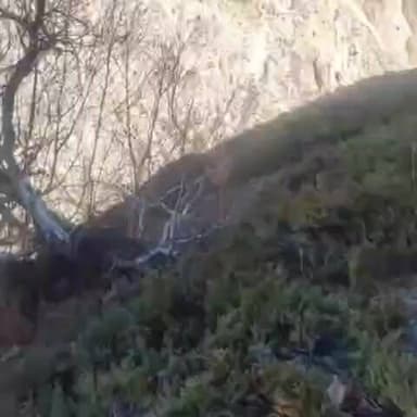 हंगरंग: ज़िला के ऊपरी क्षेत्रों मे युवाओं ने लुप्त होते भोज पत्र के पेड़ो को खोज निकाला,सफलता हुई हासिल