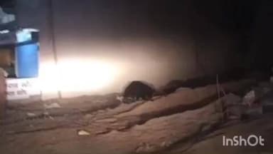 जैतपुर: जैतपुर के रसमोहनी बाजार में फिर दिखा भालू, वन विभाग की टीम नदारत, पुलिस ने भालू को खदेड़ा