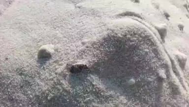 बैसि: बायसी विधानसभा में यूरिया खराब निकलने से किसान परेशान, कृषि पदाधिकारी से जांच की मांग