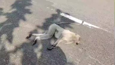 केसली: नीम घाटी पर तेज रफ्तार से बंदर की मौत, सड़क हादसा