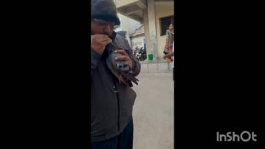 મણિનગર: કાલુપુરમાં કબૂતરને સીપીઆર આપી બચાવ્યો જીવ ,વીડિયો આવ્યો સામે