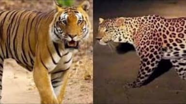 सिंदेवाही: वाघ व बिबट्याच्या हल्ल्याने चंद्रपूर जिल्ह्यात भीतीचे वातावरण