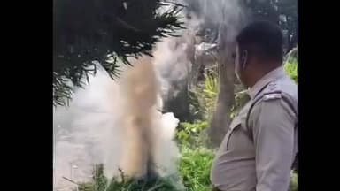 জলঙ্গি: সাগরপাড়া থানা এলাকায় পুলিশের হানা,প্রচুর গাঁজা গাছ কেটে পুড়িয়ে নষ্ট