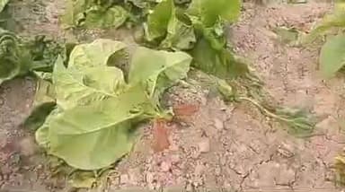 मोरवा: चकसिकन्दर में उपद्रवियों ने एक बीघे में लगी तम्बाकू की फसल को काटकर किया बर्बाद