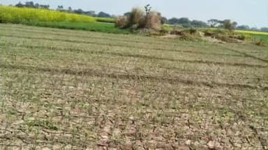 হরিহরপাড়া: পেঁয়াজের জমিতে কীটনাশক ছিটিয়ে ফসল নষ্ট, পাশাপাশি সরষে কেটে নেওয়ার অভিযোগ—হরিহরপাড়ায় চাঞ্চল্য