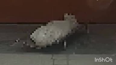 हरदोई: गूलर के पेड़ पर रस्सी के फंदे से लटकता मिला युवक का शव, परिजनों में मचा कोहराम, मुरलीगंज गांव की घटना