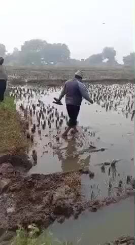 उंटारी रोड: मुरमा कला में आपसी विवाद में फसल बर्बाद, किसान परिवार पर संकट