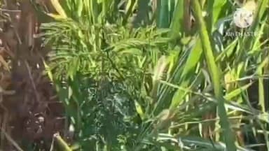 जुन्नर: पारगाव मंगरूळ येथे बिबट्याच्या हल्ल्यात आठ वर्षे मुलाचा मृत्यू