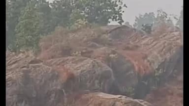 रजौली: वन क्षेत्र में बाघ की दस्तक से ग्रामीण भयभीत