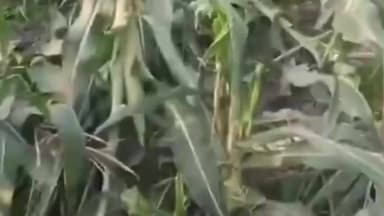 விளாத்திகுளம்: சுப்பையாபுரம் பகுதியில் மக்காச்சோள பயிர்களை சேதப்படுத்திய காட்டுப்பன்றிகள்