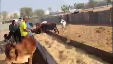 सूरजगढ़: नगरपालिका सूरजगढ़ में मुख्यमंत्री भजन लाल शर्मा का जन्मदिवस मनाया गया, गौसेवा कार्यक्रम भी आयोजित हुआ