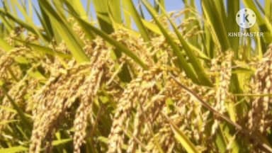 राहे: राहे प्रखंड में विधायक करेंगे धान क्रय केंद्र का उद्घाटन