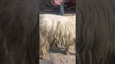 Chalda Mahasu devta #shillai