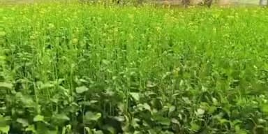 डंडई: समय पर बीज न मिलने और महंगाई से किसान परेशान, सरसों बीज वितरण पर उठे सवाल