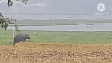 अनगड़ा: महेशपुर गांव में भटका हाथी, ग्रामीणों में दहशत और उत्सुकता का माहौल