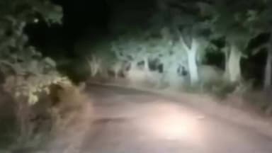 ब्रह्मपूरी: मेढकी एकारा रस्त्यावर वाघाचे दर्शन
रात्रीच्या वेळी वाघ दिसल्याने नागरिकांमध्ये भीतीचे वातावरण