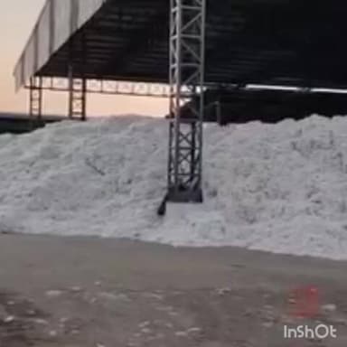 शेवगाव: बालमटाकळी येथे शासकीय कापूस खरेदी केंद्र सुरू करण्याची शेतकऱ्यांची मागणी...!