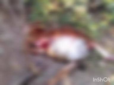 चिमूर: वाघाच्या हल्ल्यात गाय ठार शंकरपूर परिसरातील घटना