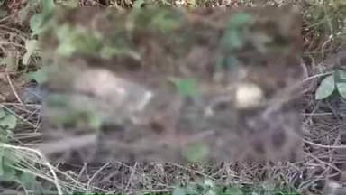 માંડવી: રૂપણ ગામની સીમમાં માનવ કંકાલ મળી આવ્યું.