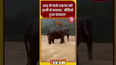 बाढ़ में फंसे टाइगर को हाथी ने बचाया, सुमात्रा की घटना #breakingnews #wildlife #lovestory #animals