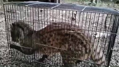 কেশিয়ারি: কেশিয়াড়ির গগনেশ্বরে ধরা পড়ল বিলুপ্তপ্রায় গন্ধ গোকুল!