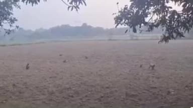 घाटमपुर: किसानों के लिए नई आफत, भीतरगांव में छुट्टा मवेशियों के बाद अब बंदरों का आतंक