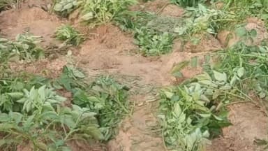 গড়বেতা ৩: ভোররাতে তিনটি হাতির তাণ্ডবে ৫ থেকে ৬ বিঘা জমির আলুর তছনছ, আতঙ্কের পরিবেশ গোয়ালতোড়ের বান্দরীশোলে