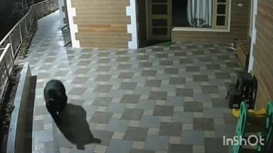 डलहौज़ी: पर्यटन नगरी डलहौजी में रिहायशी क्षेत्र में भालू की दस्तक से मचा हड़कंप