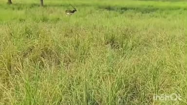 नावानगर: नावानगर वन्य जीव बचाव केंद्र में दिखे दुर्लभ प्रजाति के दो काले हिरण