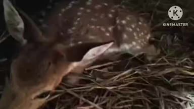 জয়পুর: জয়পুর বিষ্ণুপুরের জঙ্গলে চিতা বাঘের গাড়ি দুর্ঘটনায় মৃত্যুর পর এবার দুর্ঘটনার কবলে চিতল হরিণ, ফলে চিন্তিত বনদপ্তর