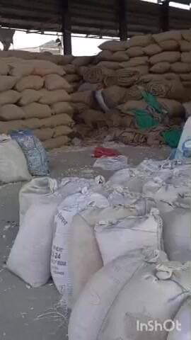 छबड़ा: छबड़ा कृषि उपज मंडी में लहसन की भारी आवक, दामों में भी बढ़ोतरी