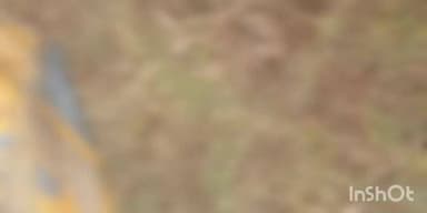 गोहपारु: गोहपारु थाना क्षेत्र: मोहतरा आईटीआई कॉलेज के पीछे खेत में मिली नवजात बच्ची, पुलिस मौके पर