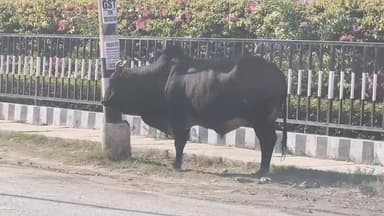 नालागढ़: प्रदेश के सबसे बड़े औद्योगिक क्षेत्र नालागढ़ में करोड़ों से बनी कैटल सेंचुरी के बावजूद आवारा पशु सड़कों पर