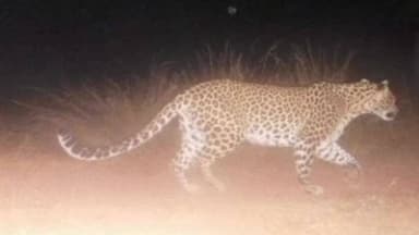 परसवाड़ा: मॉयल उकवा खनन क्षेत्र में तेंदुए की दस्तक से दहशत, वन विभाग व प्रबंधन अलर्ट