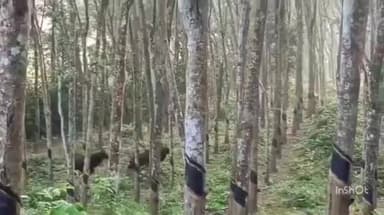 പുനലൂർ: മണിയാറിൽ ജനവാസ മേഖലയിൽ കാട്ടുപോത്തിറങ്ങി