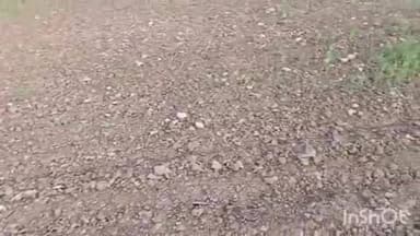 शाम्हो अकहा कुरहा: बेगूसराय: बारिश से मटर की फसल बर्बाद, सौ बीघा खेत जोते, किसान मुआवजे की मांग कर रहे