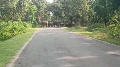 विष्णुगढ़: मंडपा और दनेवा में हाथियों का उत्पात, भारी नुकसान, ग्रामीणों ने मुआवजे की मांग की