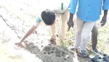 బీబీపేట: పలు గ్రామాలలో ఆవు, లేగదూడ, గేదెలపై దాడి చేసిన పులి, పులి జాడల కోసం పరిశీలన, ప్రజలు అప్రమత్తంగా ఉండాలి : అధికారులు