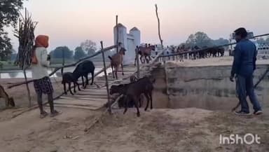 ब्यौहारी: ब्यौहारी में विकास के दावों की खुली पोल, भमरहा में 12 करोड़ का पुल बना, पर सड़क नहीं बनी