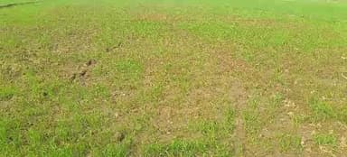 बिथान: अनुमंडल क्षेत्र में यूरिया खाद की कालाबाजारी और मौसम की बेरुखी से गेहूं उत्पादक किसान चिंतित