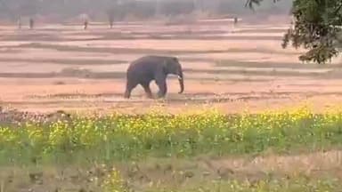 सिमरिया: मुरवे गांव में जंगल से भटका हाथी, लोगों ने कड़ी मशक्कत से वापस जंगल में खदेड़ा