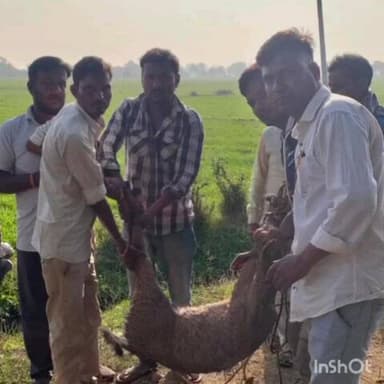 गनाेड़ा: उदपुरा माही नहर के पास घायल हालत में नील गाय पड़ी मिली, दावोड़पाड़ा के युवाओं ने प्रशासन को अवगत कराकर कराया रेस्क्यू