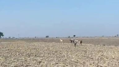 इंद्रगढ़: देईखेडा क्षेत्र में जंगली जानवर और आवारा मवेशी फसलों के लिए बने बड़े संकट, सर्द रातों में किसान हो रहे परेशान