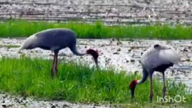 मिहींपुरवा: कतर्नियाघाट में सारस की गणना आज से जीपीएस लोकेशन से शुरू होगी