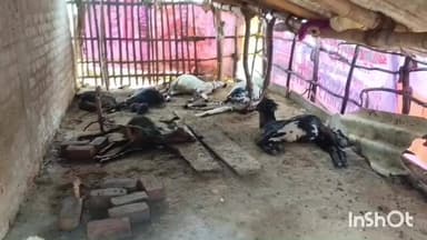 உடையார்பாளையம்: கூத்தங்குடி கிராமத்தில் வெறிநாய் கடித்ததில் ஒரு லட்சம் மதிப்புள்ள, 10 ஆடுகள் உயிரிழப்பு