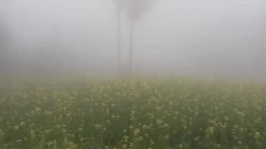 देसरी: देसरी में घने कुहासे से थमी वाहनों की रफ़्तार, जनजीवन अस्तव्यस्त