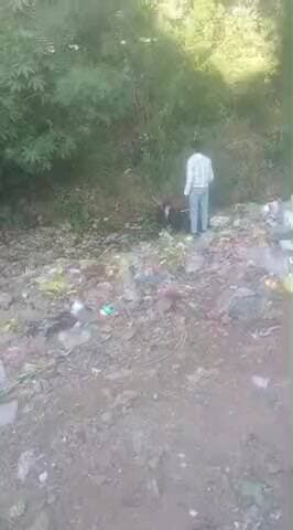 सिकंदर कंपू मिस सिल स्कूल के पास नाले में गिरा सांड नाला का भराव न होने कारण आए दिन जानवर शिकार होते है #gwaliornews