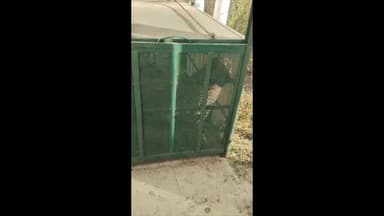 खुडैल: रालामंडल वन क्षेत्र से सहारा सिटी में आया तेंदुआ, वन विभाग के पिंजरे में हुआ कैद