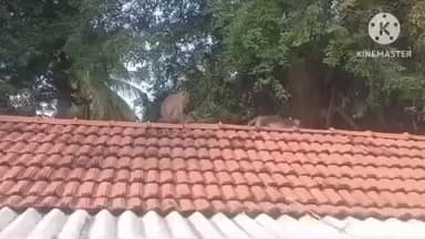 கிருஷ்ணராயபுரம்: மகிளிப்பட்டி கிராமத்தில் குரங்குகள் ஊருக்குள் புகுந்து சேட்டை செய்வதால் பொதுமக்கள் அச்சம்.